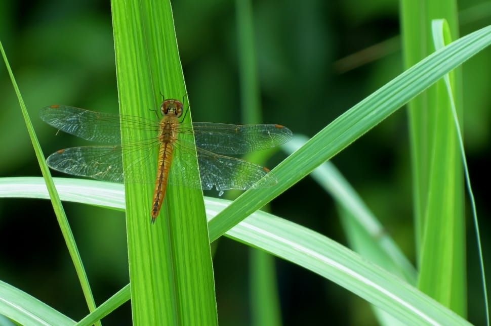 brown dragonfly on leaf preview