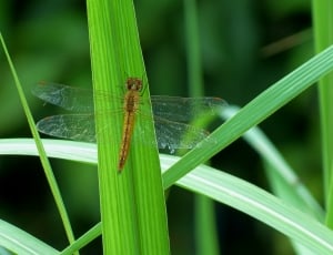 brown dragonfly on leaf thumbnail