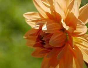 beige petaled flower thumbnail