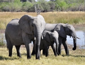three gray elephants at green grass during daytime thumbnail
