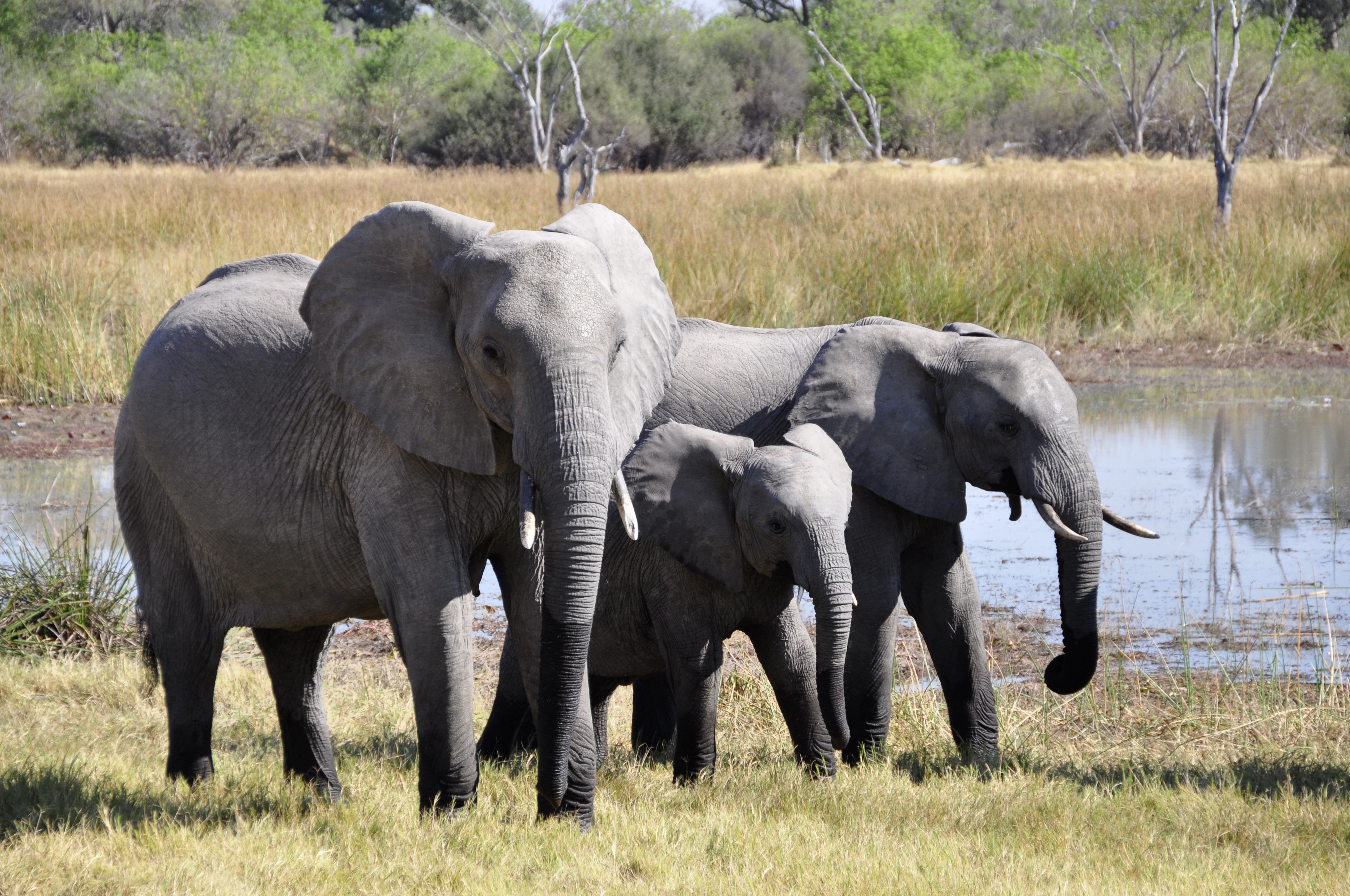 three gray elephants at green grass during daytime