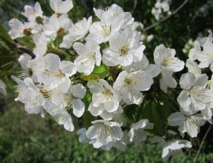white petal flowers at daytime thumbnail