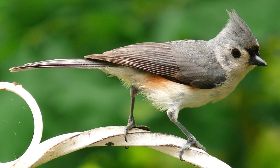 Nature, Tufted Titmouse, Bird, Feathers, bird, one animal preview
