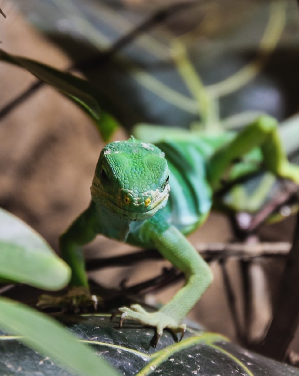 green reptile preview