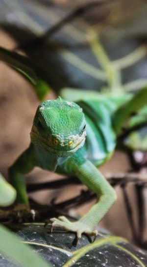green reptile thumbnail