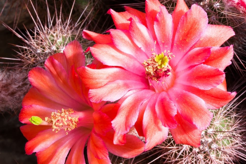 Cactus, Bloom, Pink, Plant, Blossom, Red, flower, plant preview