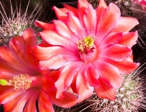 Cactus, Bloom, Pink, Plant, Blossom, Red, flower, plant thumbnail