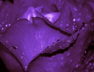 purple ruffled petals thumbnail