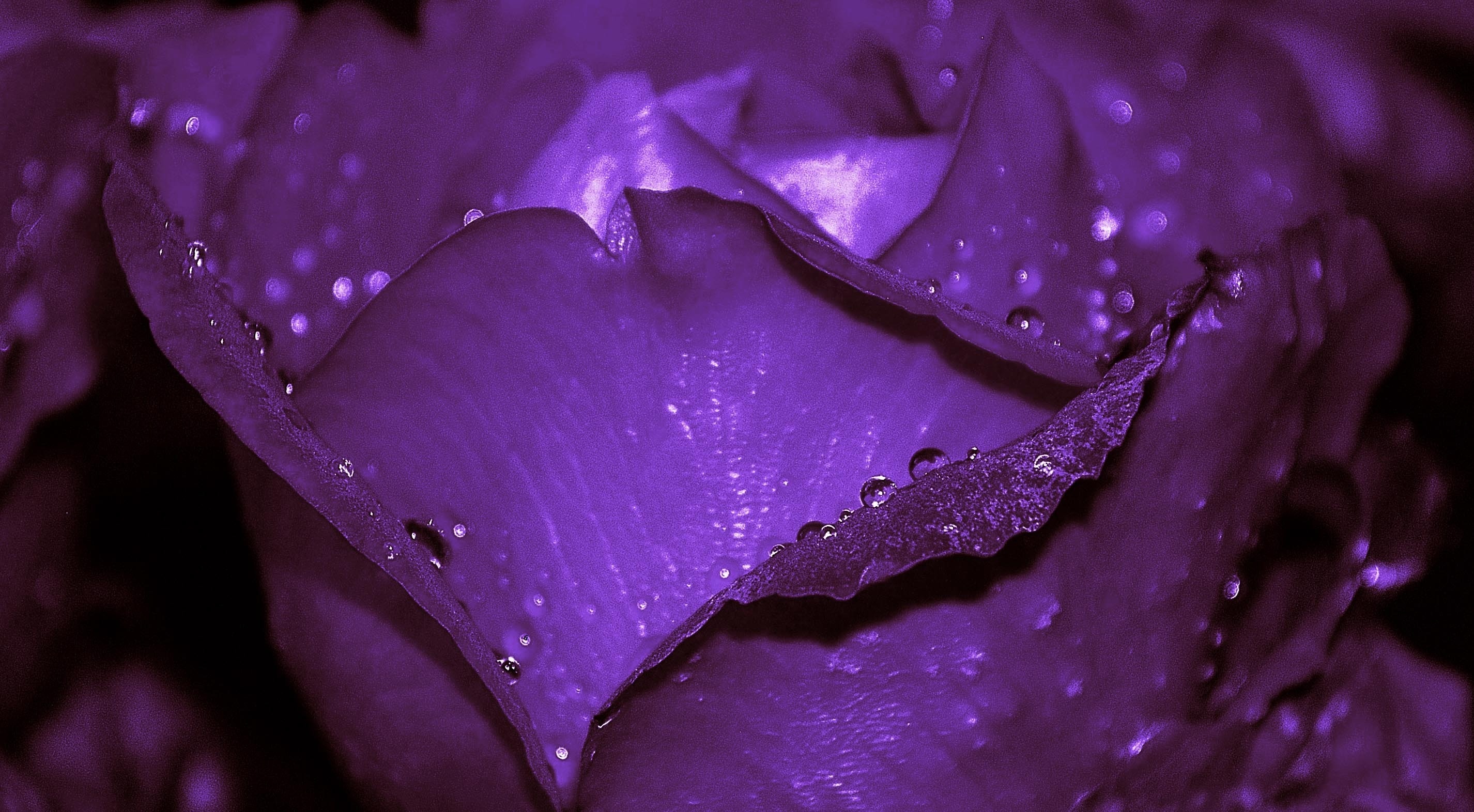 purple ruffled petals