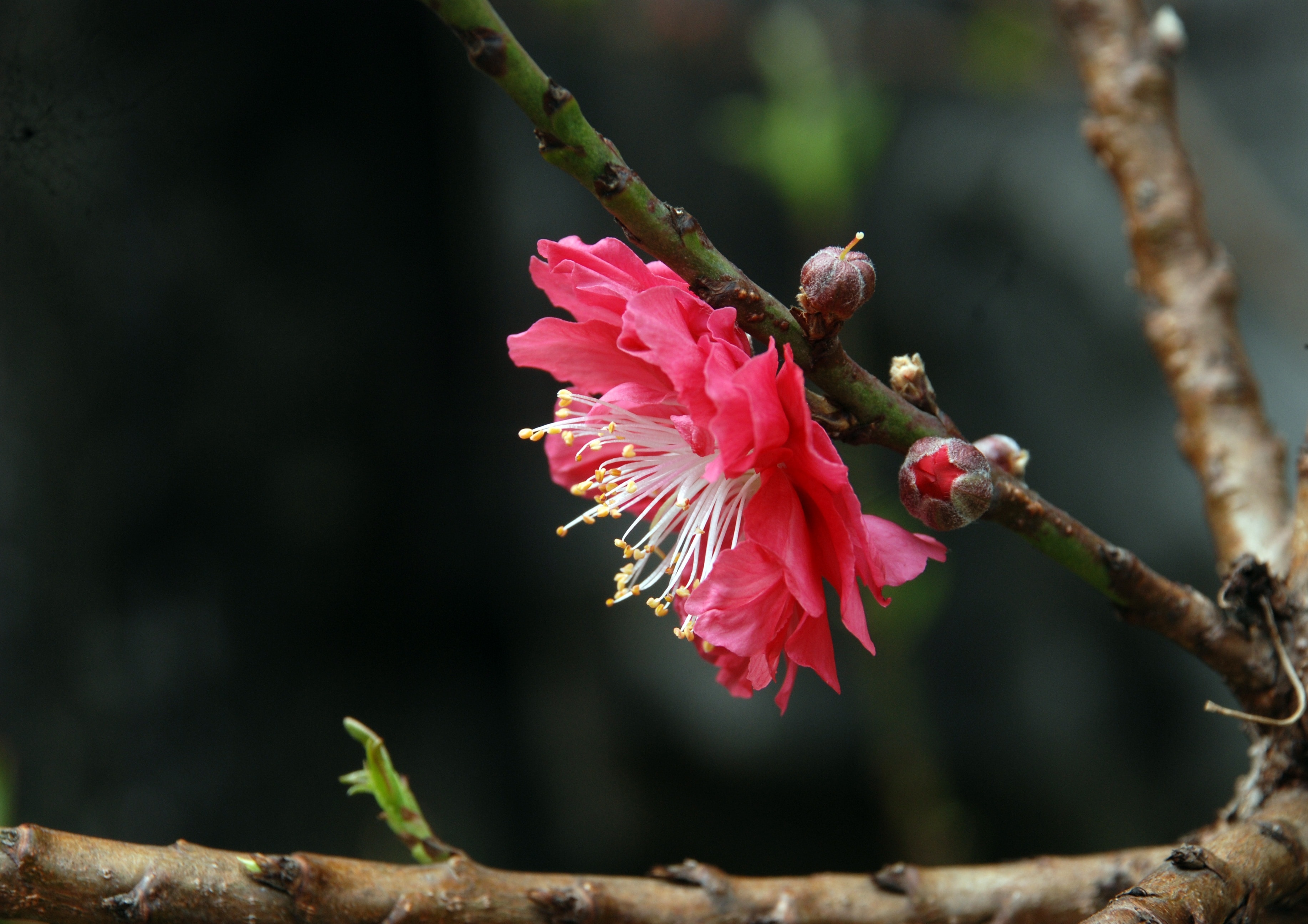 Mountain Peach Blossom растение