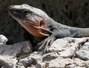 gray scaled lizard on pile of rocks thumbnail