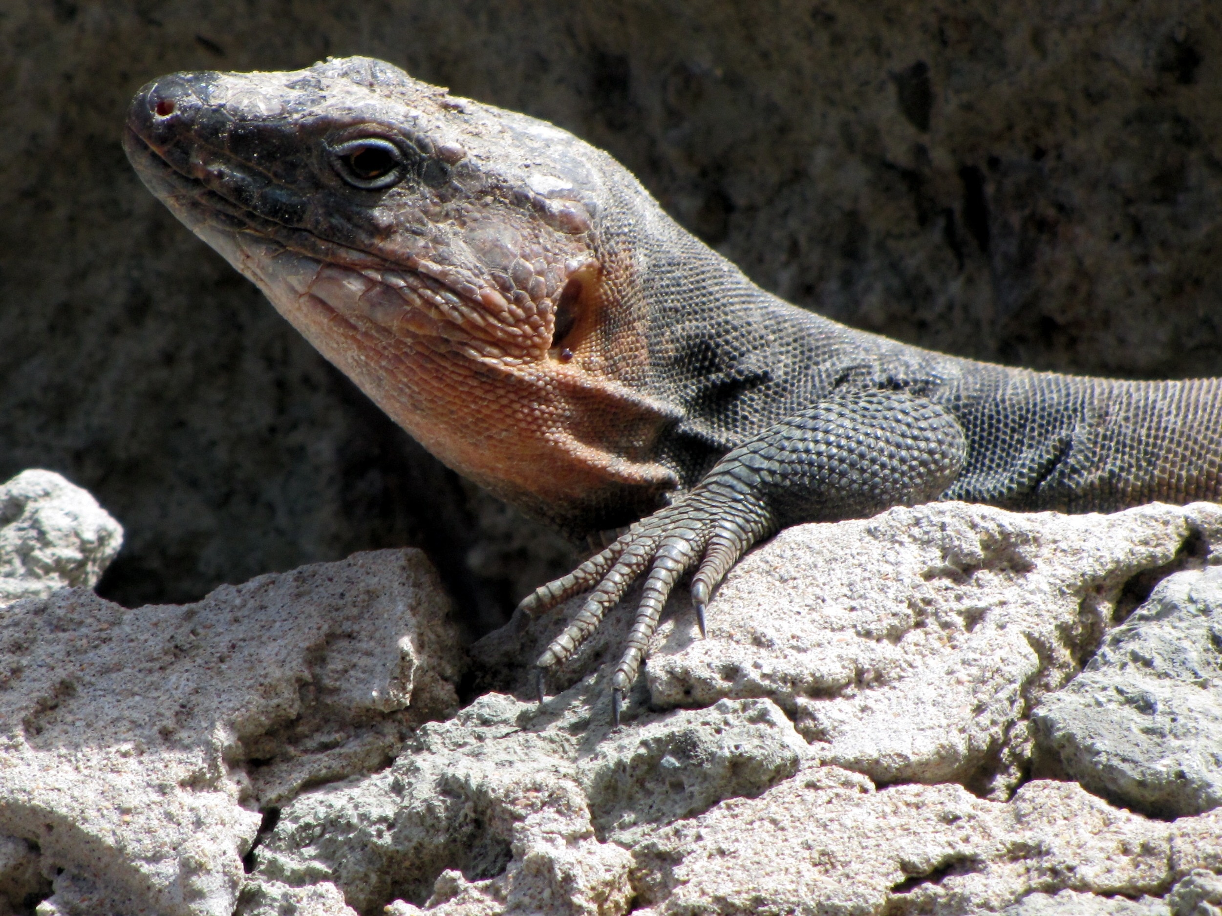 gray scaled lizard on pile of rocks