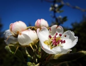 white-and-pink petal flowers thumbnail