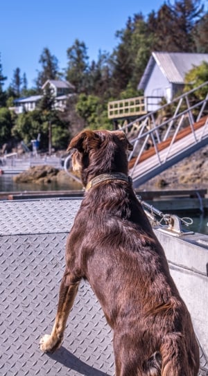 brown double-coat medium dog on boat thumbnail