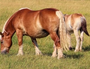 picture of 2 brown horses thumbnail