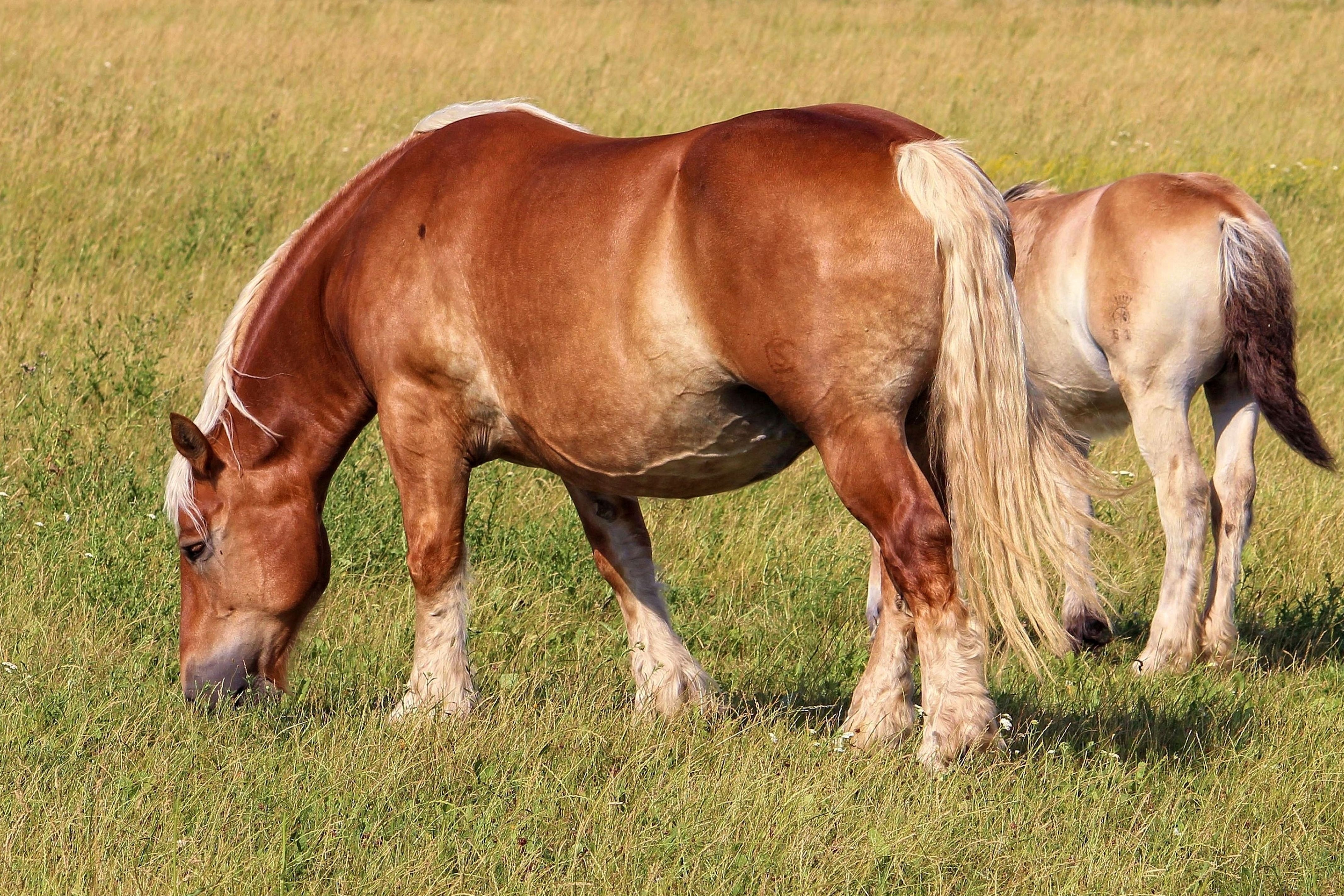 picture of 2 brown horses