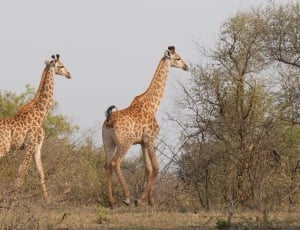 two giraffe near trees during daytime thumbnail
