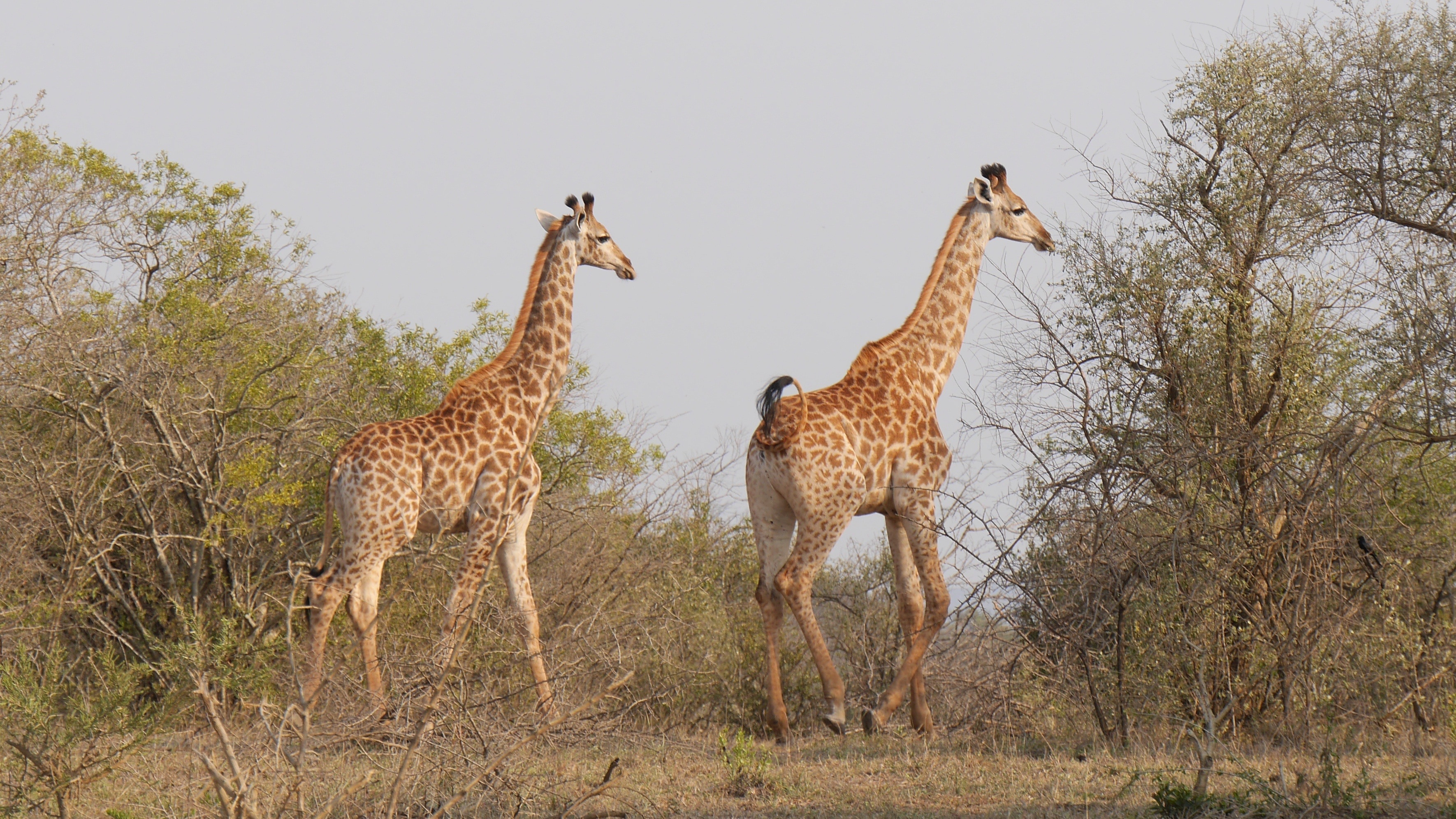 two giraffe near trees during daytime