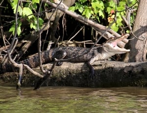 black and brown crocodile thumbnail