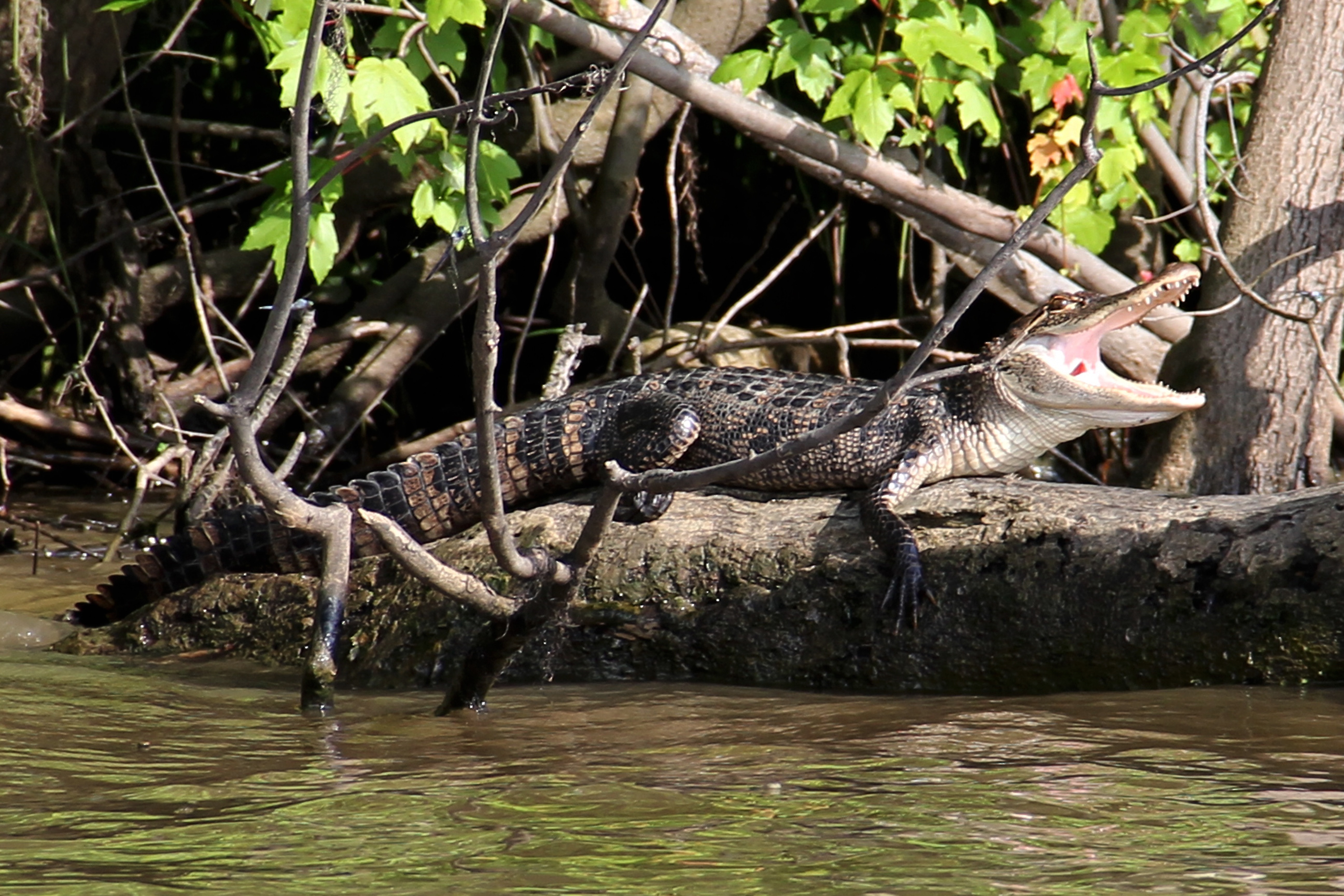 black and brown crocodile