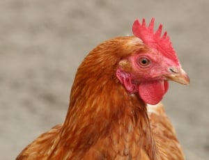 brown hen on gray surface thumbnail