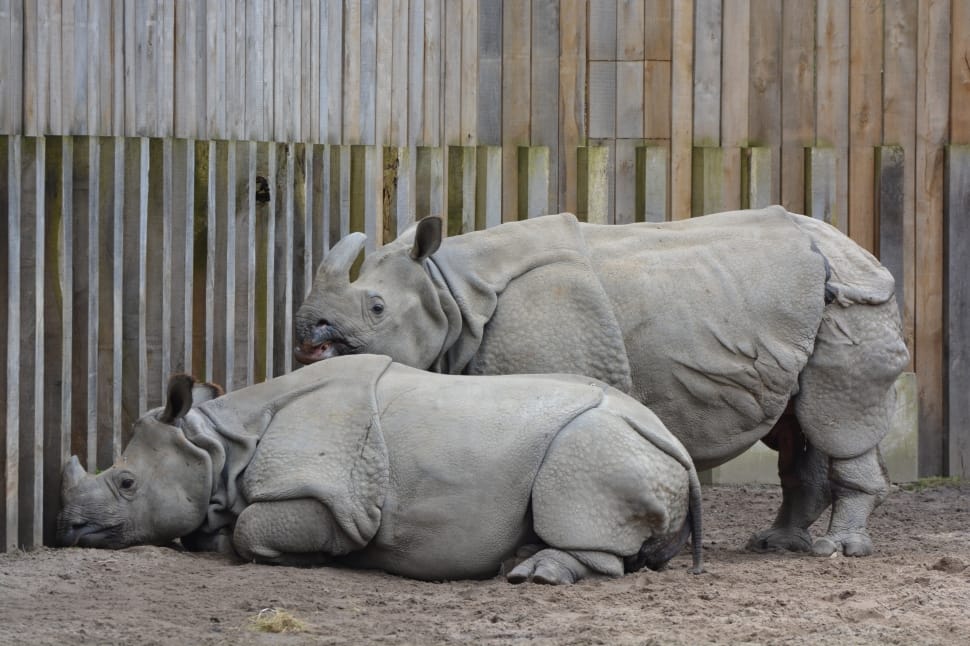 2 gray rhinoceros preview