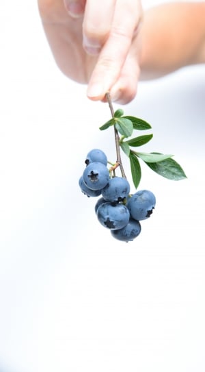 person holding blueberries thumbnail