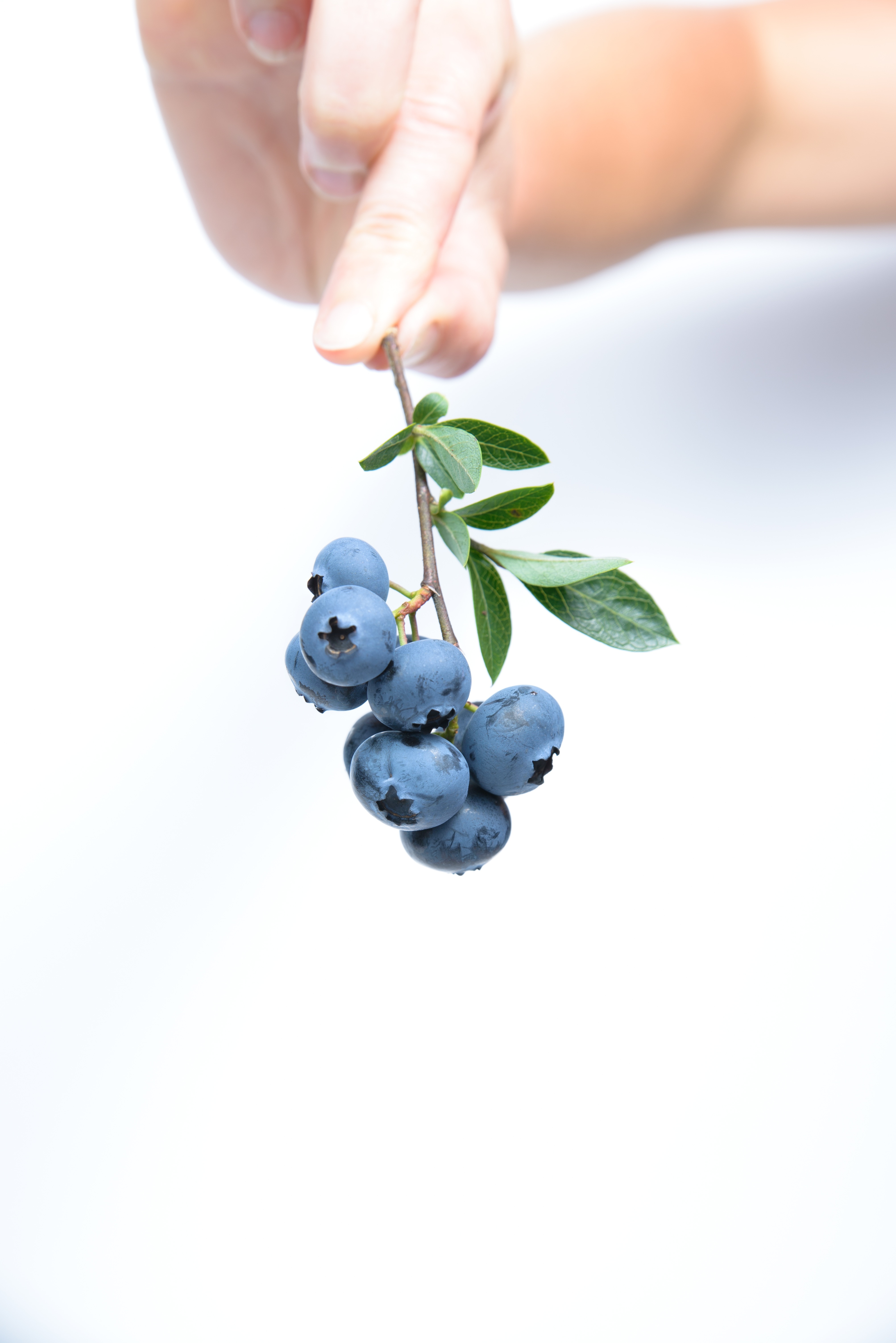 person holding blueberries