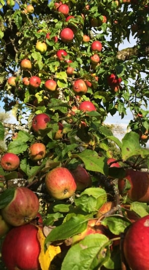 close up photo of apple fruit on apple tree thumbnail
