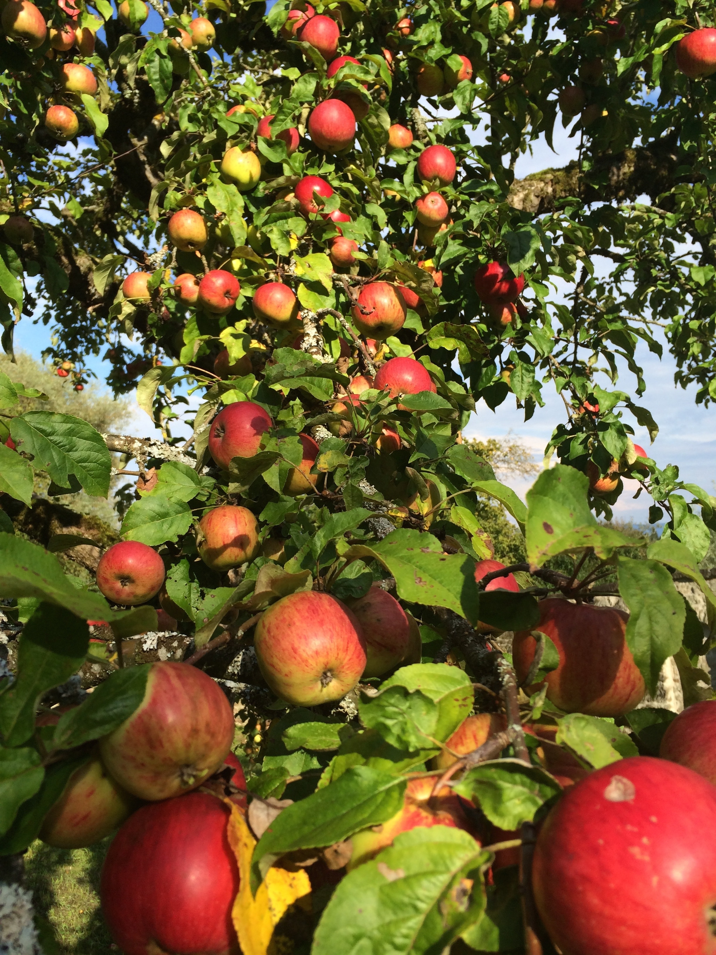 close up photo of apple fruit on apple tree