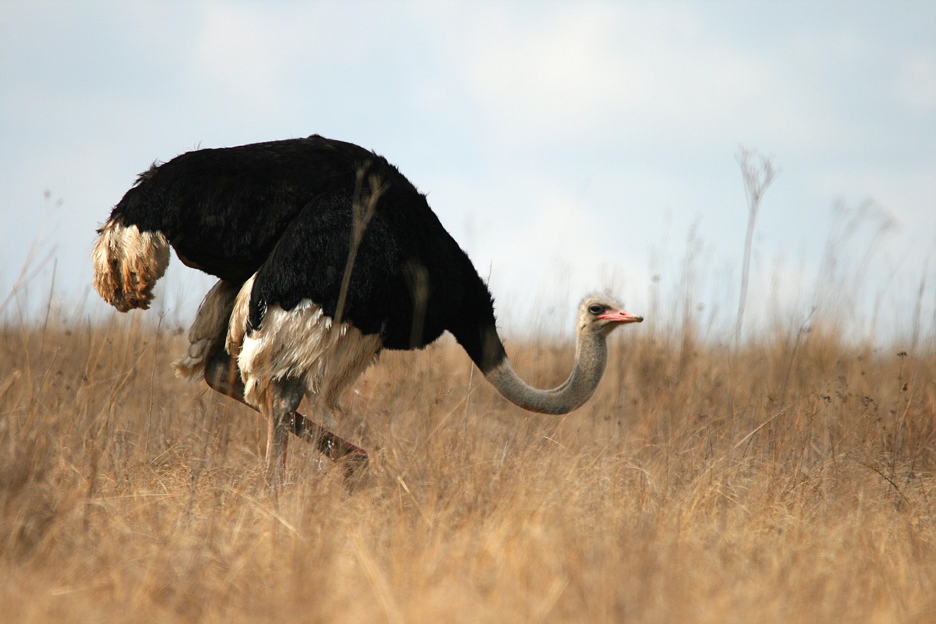 black and gray ostrich