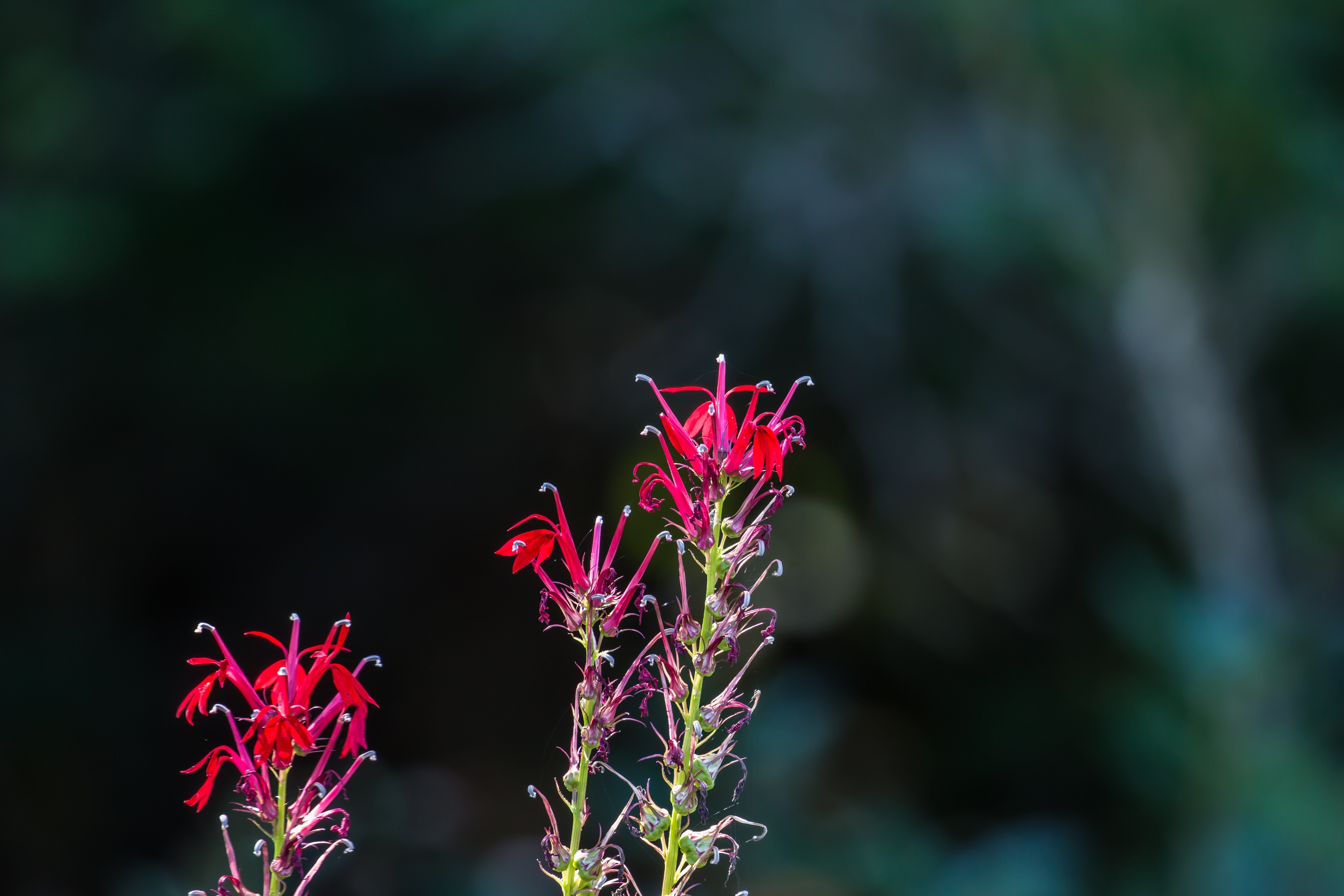 red petal flower bud