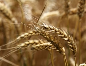 Ripe, Wheat, Ear, Field, Harvest, Summer, cereal plant, crop thumbnail
