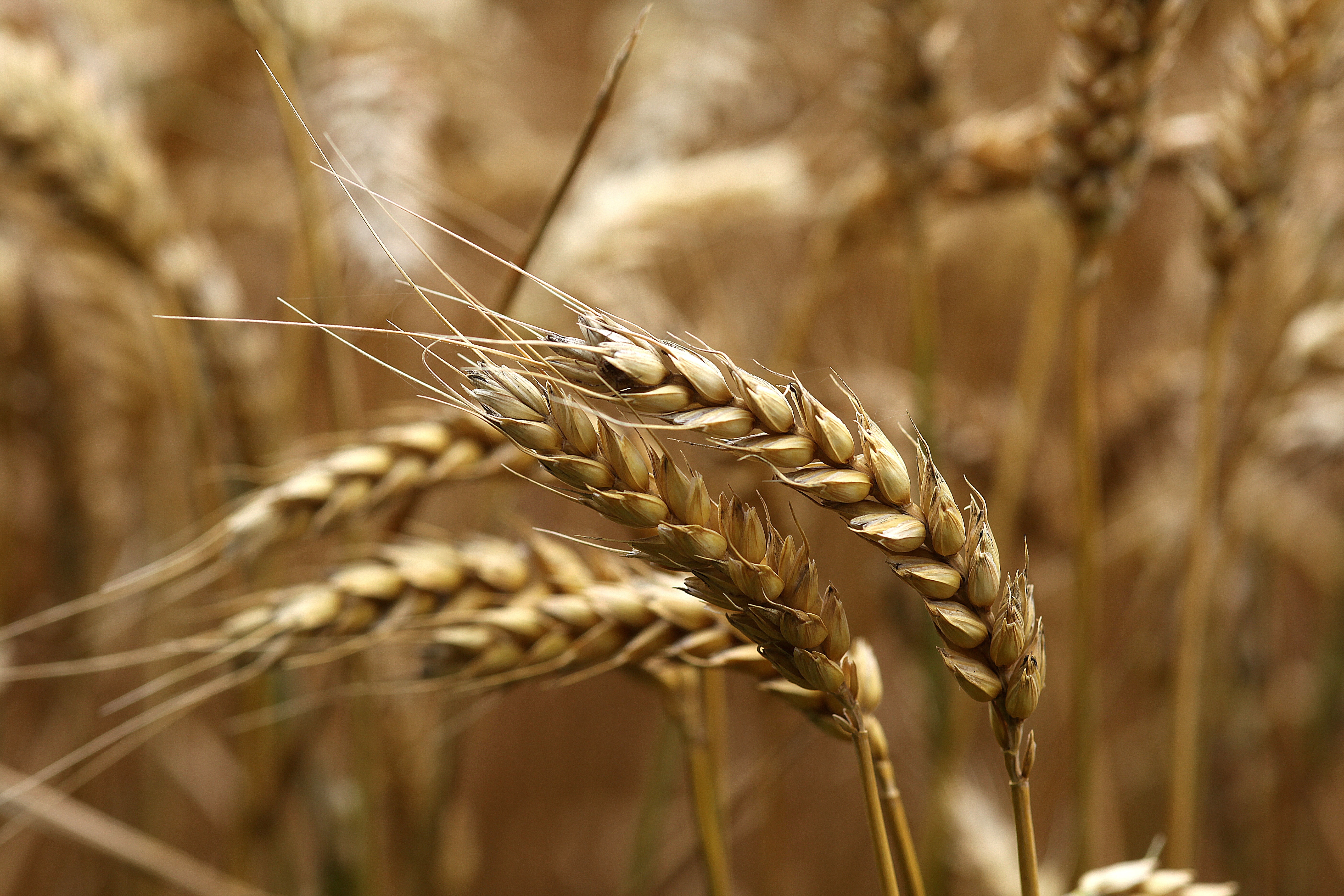 Ripe, Wheat, Ear, Field, Harvest, Summer, cereal plant, crop