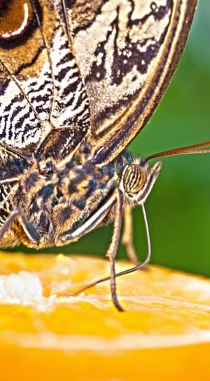 macro shot of brown and white moth perched on yellow fruit thumbnail