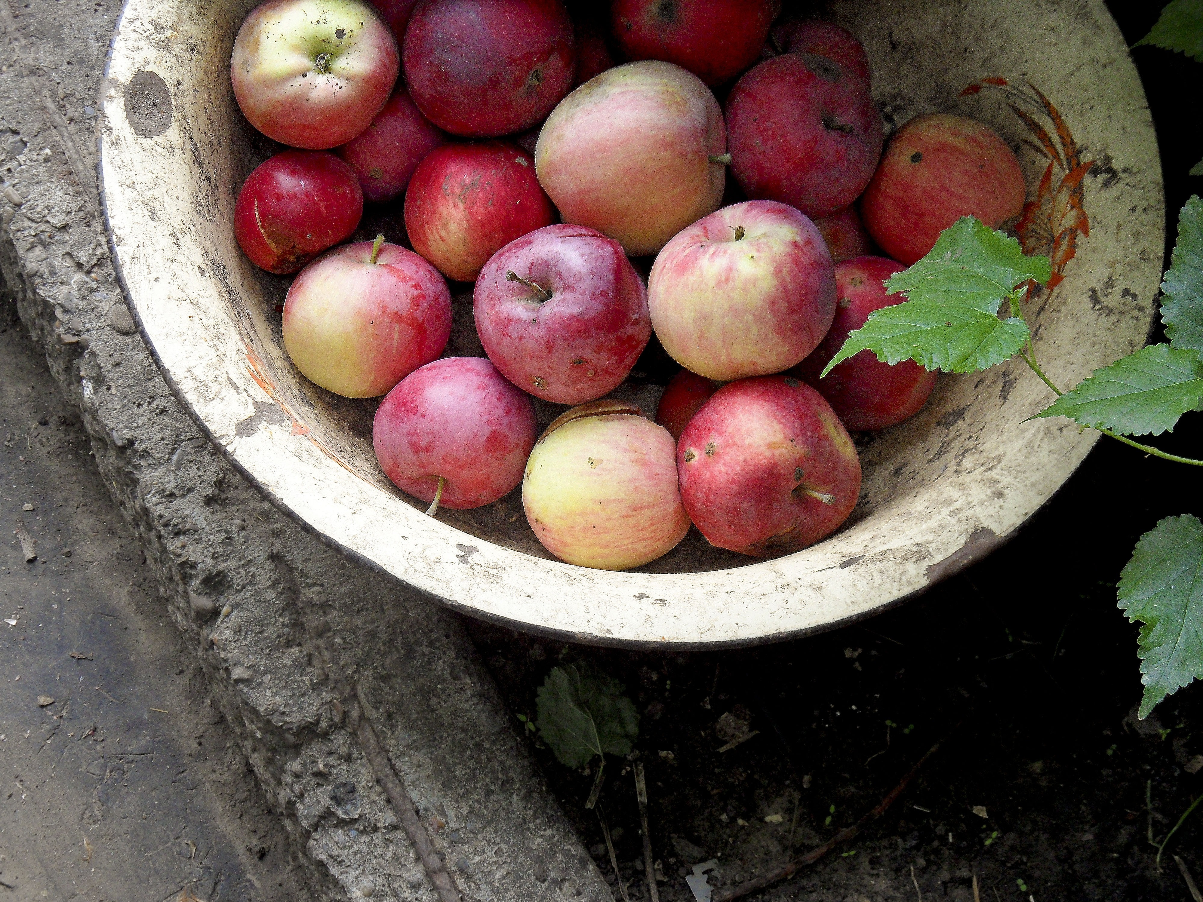 apple fruit lot