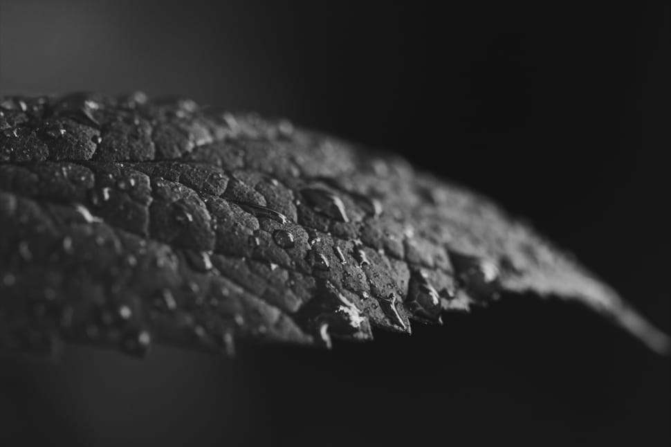 leaf with water grayscale photogray preview