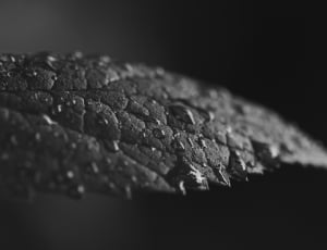 leaf with water grayscale photogray thumbnail