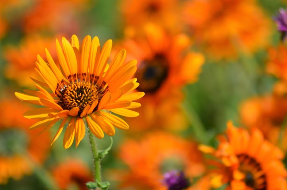 selective focus of orange petaled flower during daytime preview
