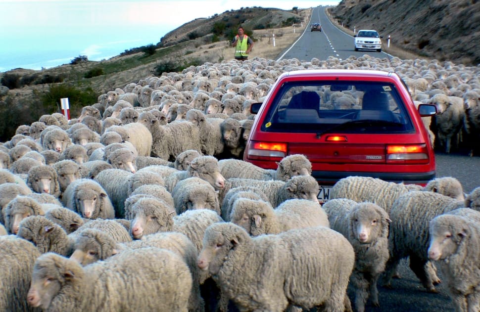 Down a rural road.NZ, driving in sheeps preview