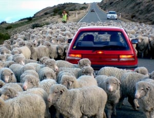 Down a rural road.NZ, driving in sheeps thumbnail