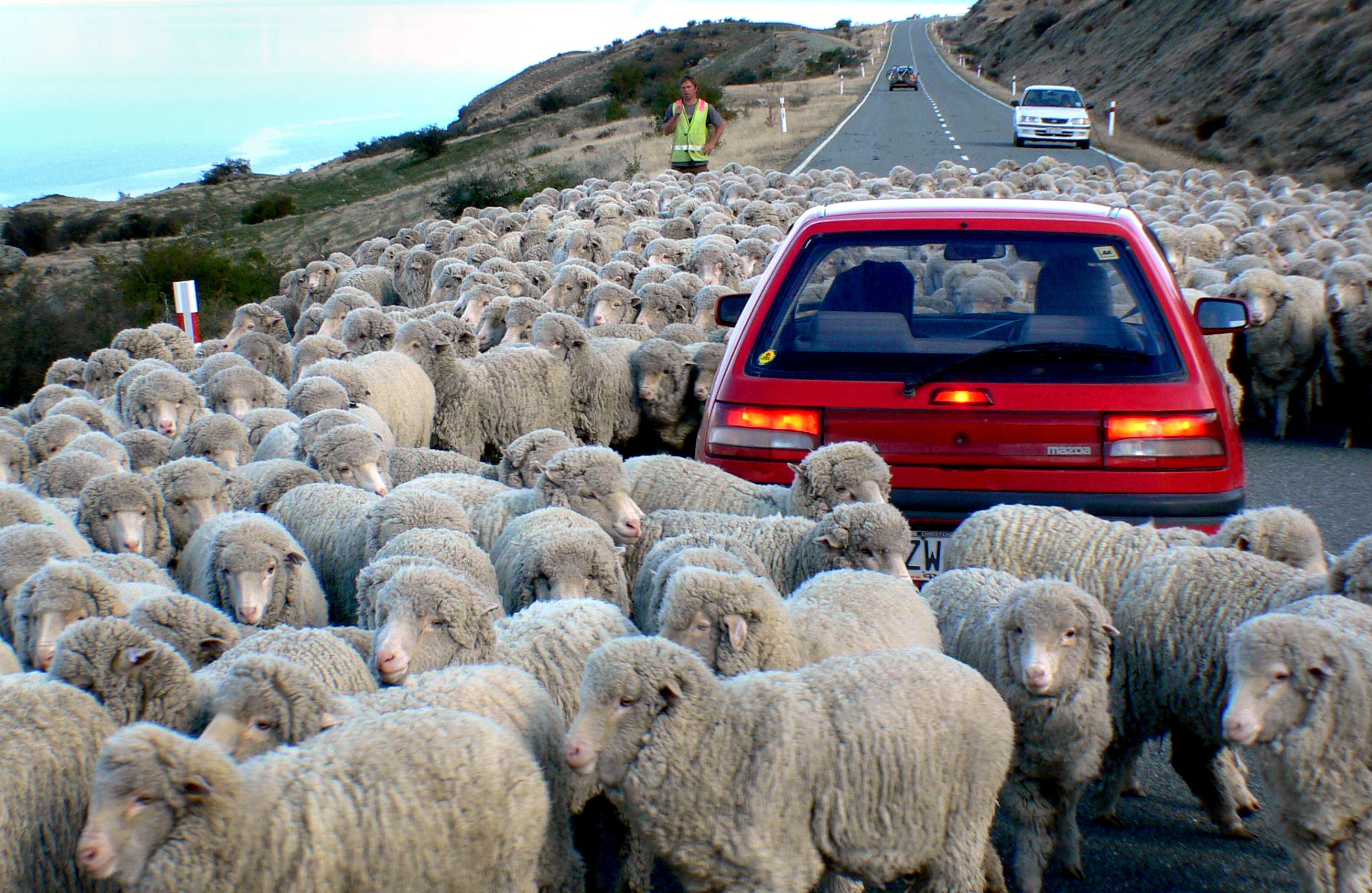Down a rural road.NZ, driving in sheeps