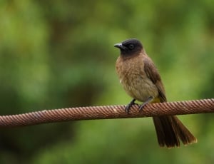 shallow photography of brown bird on brown rope during daytime thumbnail