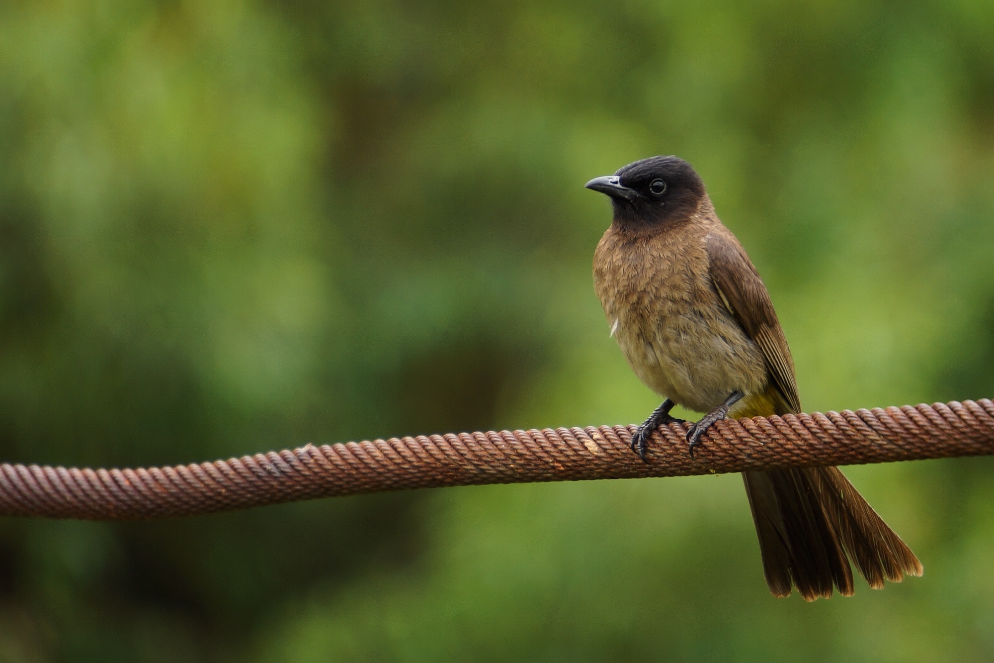 shallow photography of brown bird on brown rope during daytime