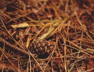 brown acorn thumbnail