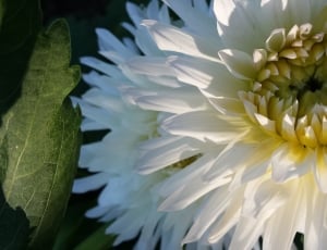 white-and-yellow Lotus flower thumbnail