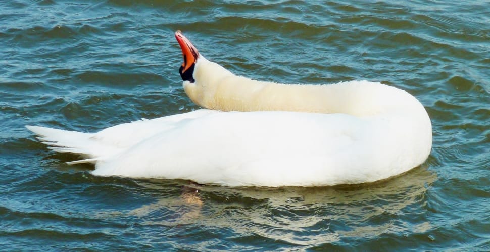 white swan preview