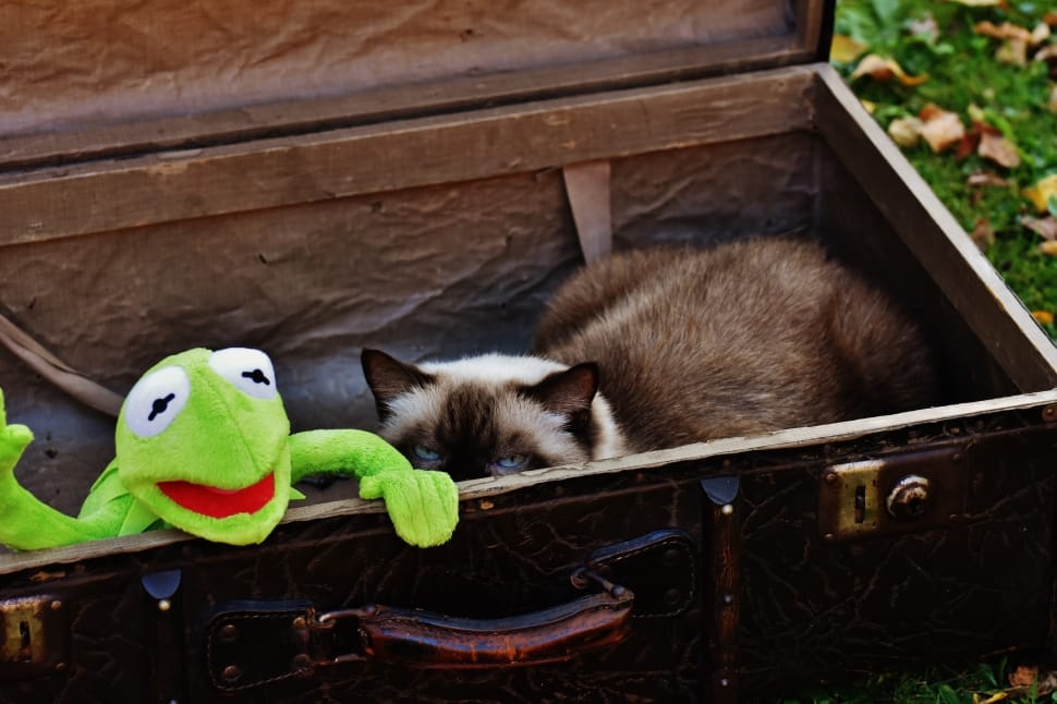 siamese cat and kermit the frog preview