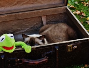 siamese cat and kermit the frog thumbnail