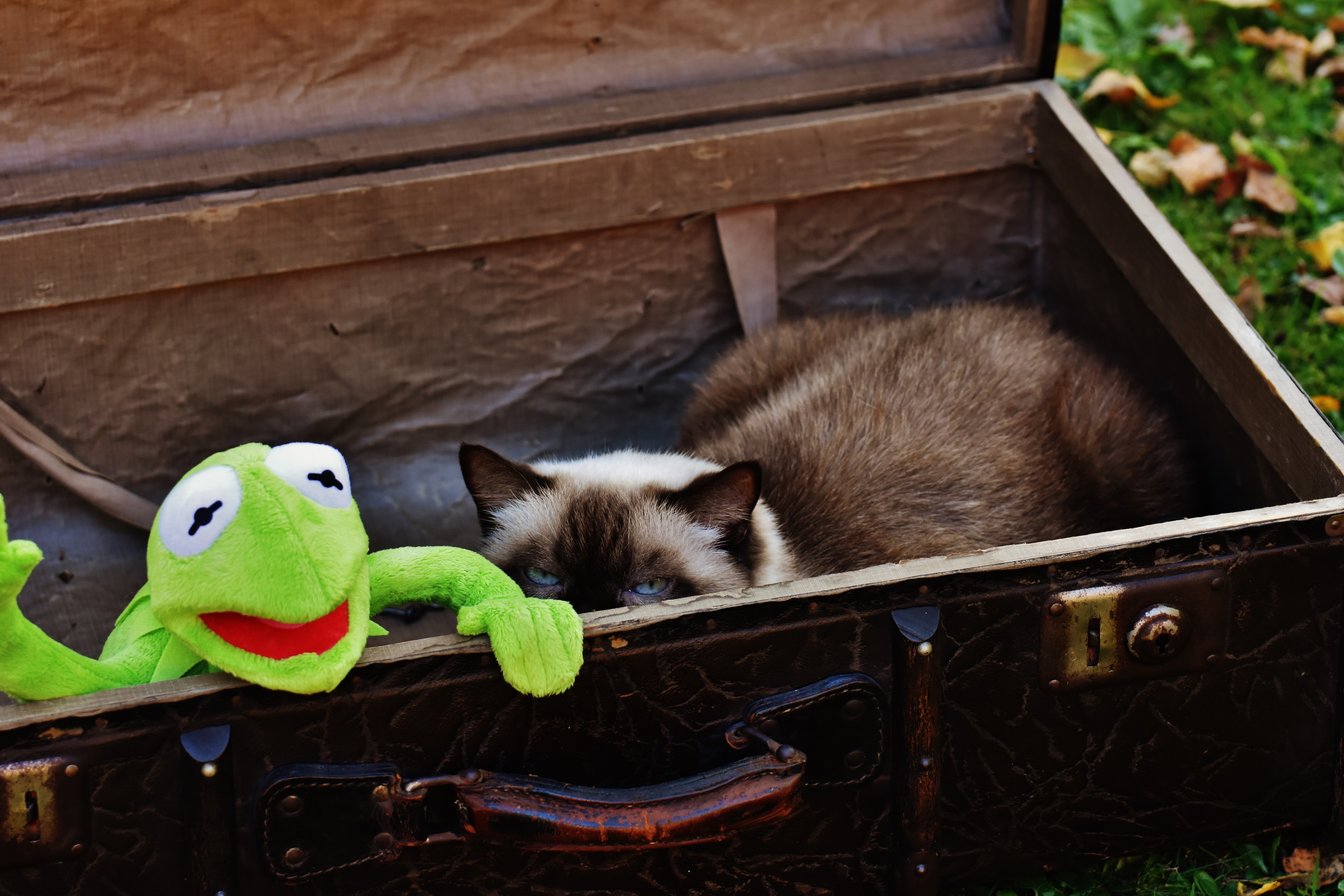 siamese cat and kermit the frog